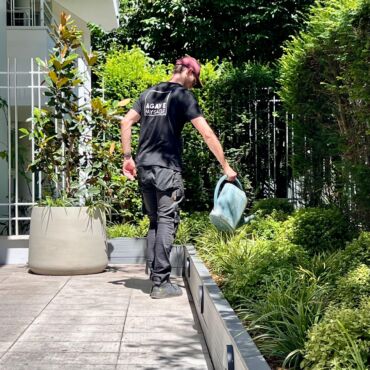 valentin-arrosage-agave-paysage-architecte-paysagiste-paris